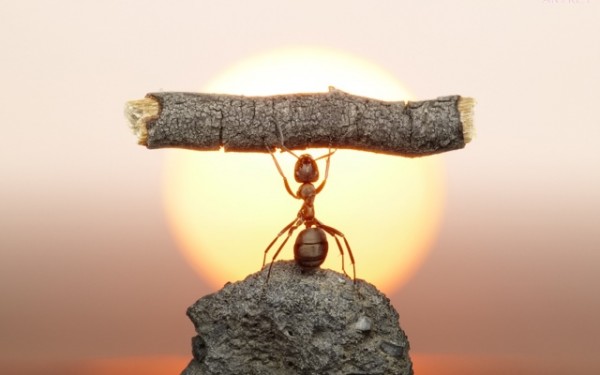 Ant-power