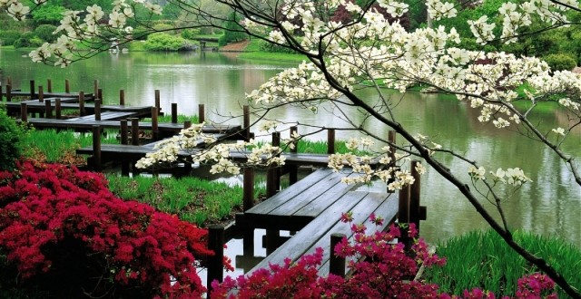 blossoms-japanese-garden